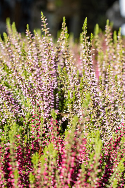 英国伦敦的一种普通石楠属植物图片下载