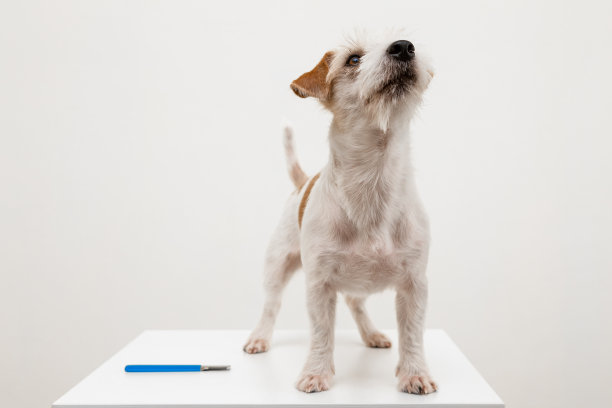 兽医诊所的修饰程序。决赛。一只大杰克罗素梗小狗坐在一张白色背景的桌子上图片下载