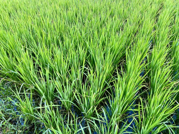 水稻幼苗-巴厘岛图片下载