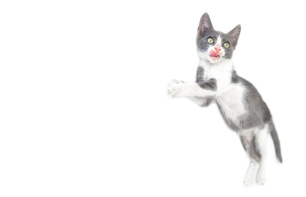 有趣的小猫舔着孤立在白色上的嘴唇图片下载