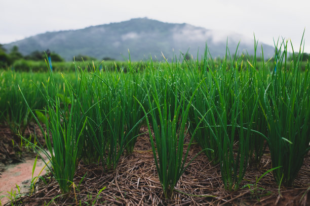 农民们在清晨的青葱田间图片下载
