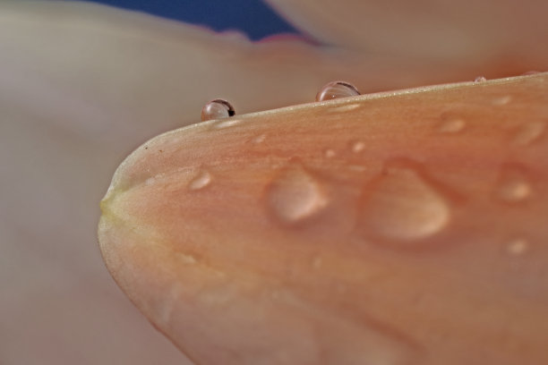 花瓣上的水滴图片下载