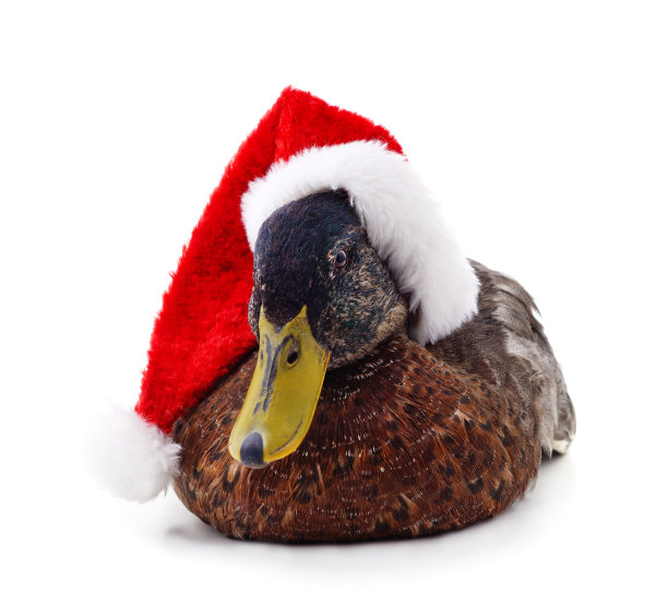 戴圣诞帽的鸭子。图片下载