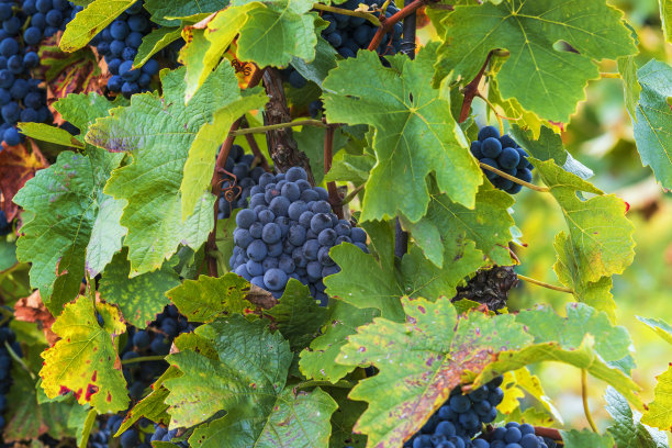 夕阳下，一串串蓝色的葡萄挂在葡萄园里。葡萄酒成熟了，可以收割了图片下载