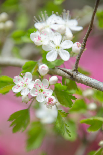 一棵盛开的山楂树。图片下载