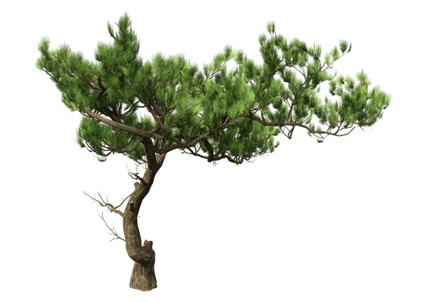 3D插图绿色竹树在白色图片下载