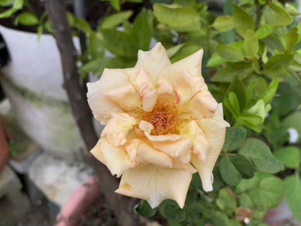 黄玫瑰图片下载