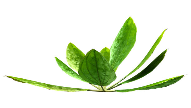 3D插图普通车前草在白色上图片下载