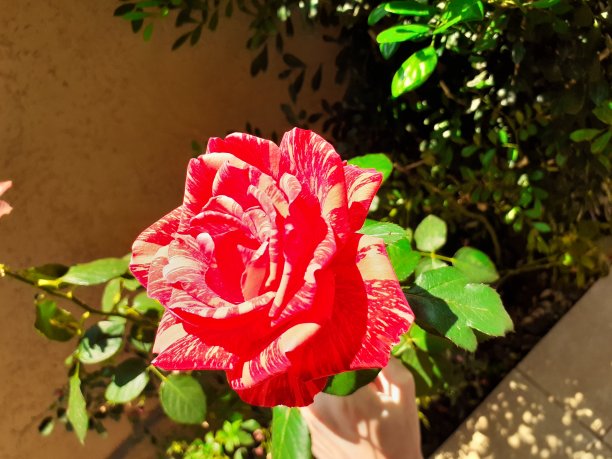 美丽的玫瑰花在鲜艳的红色，孤立，特写。图片下载