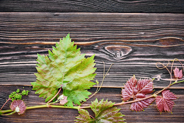 葡萄藤的叶子从上面拍摄在一个深色的乡村木制背景。副本的空间。葡萄酒设计模板。图片下载