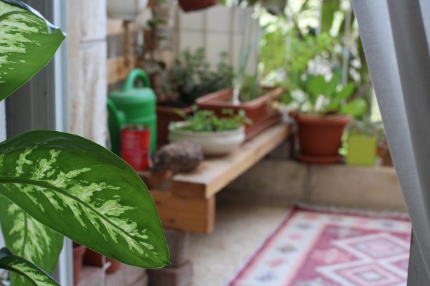 带有白色窗帘的房间内的花盆照片图片下载