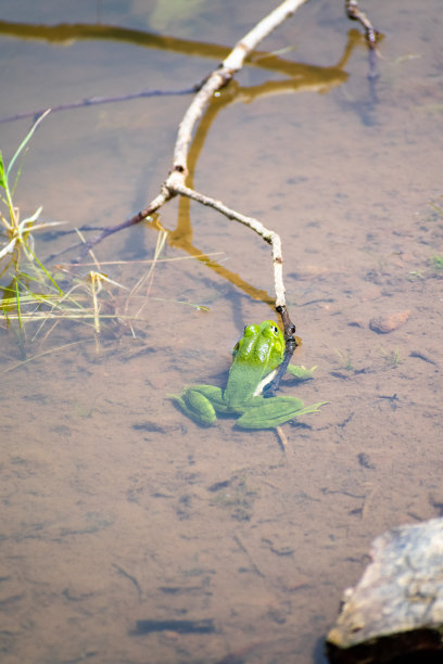 在阿尔及利亚阿克法杜的黑湖(lac noir)中的撒哈拉蛙(Pelophylax Sahara)图片下载