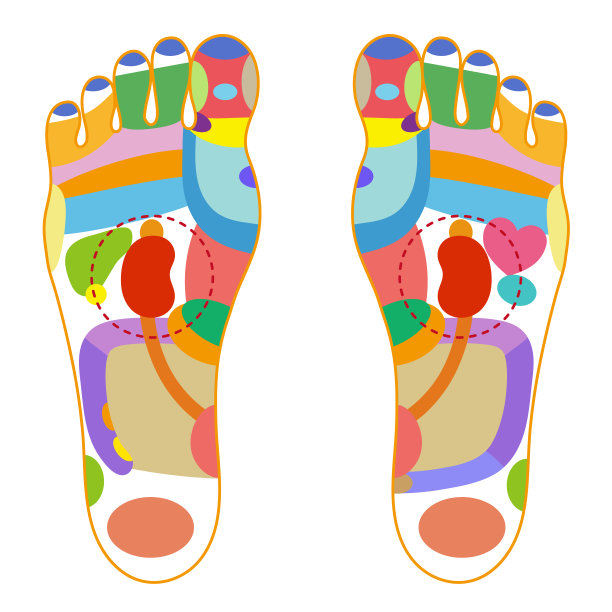 足底反射区彩色插画图片下载
