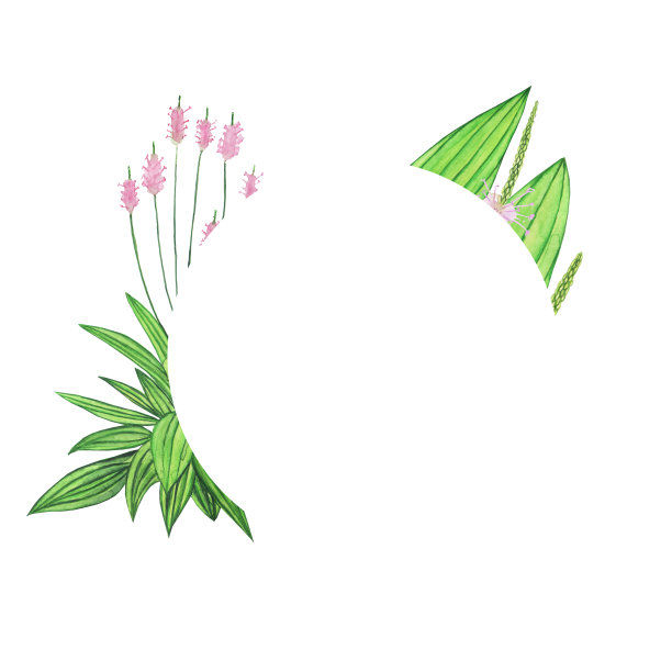 车前草孤立在白色背景上的框架。水彩手绘插图。药用或草本植物。图片下载