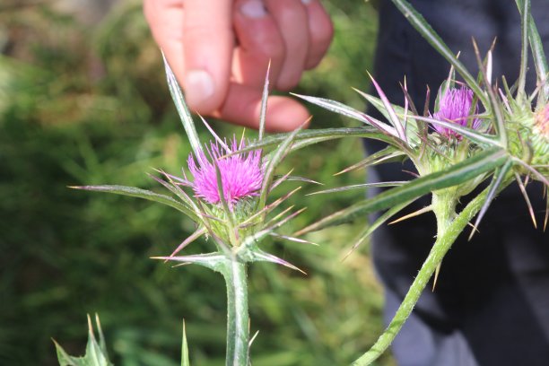 女人触摸粉色荆棘图片下载
