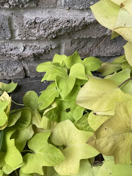 靠近红薯藤。图片下载