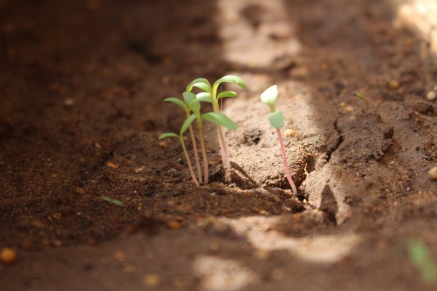 家庭盆栽播种图片下载