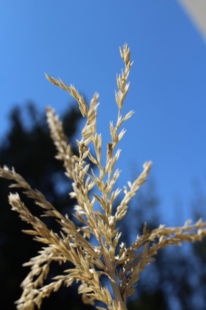 玉米的黄色花朵图片下载