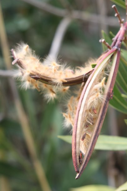 风中摇曳的野生植物图片下载