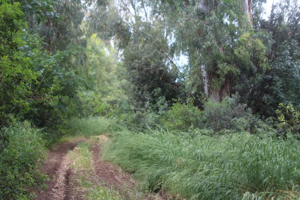 自然风光徒步小径图片下载