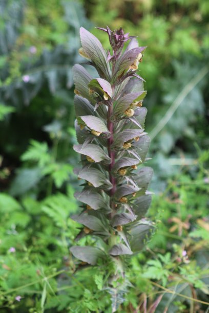 自然环境中的野花图片下载