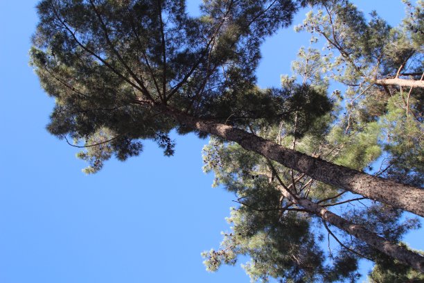 高大的松树图片下载