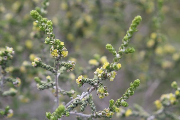 沙漠中的黄色花朵图片下载