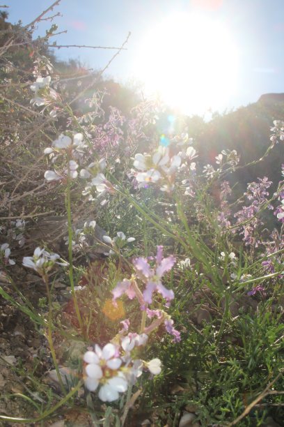 沙漠中的粉色花朵图片下载