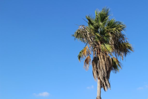 棕榈树顶端图片下载