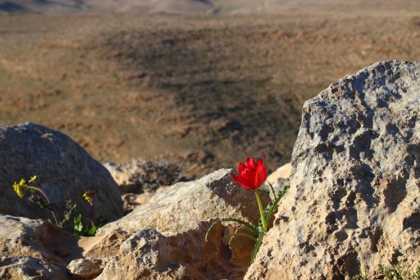 沙漠中的红色花朵图片下载