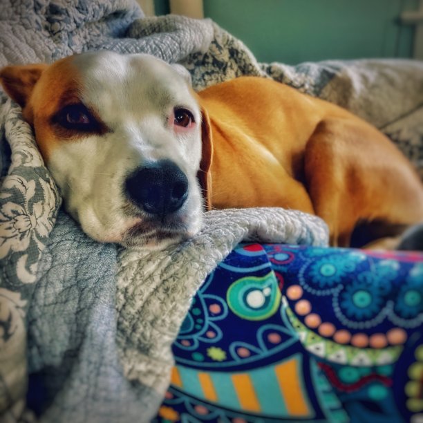 救援狗图片下载