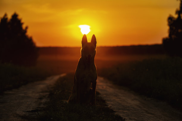 夕阳映衬下的比利时牧羊犬马里诺斯的剪影;图片下载