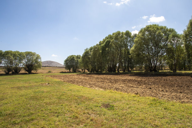 有大片绿树的地区。中间有三棵大树。天空很干净。美丽的风景作为背景图片下载
