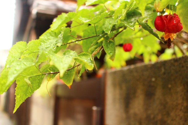 绿色的树叶，红色的果实，还有雨滴图片下载