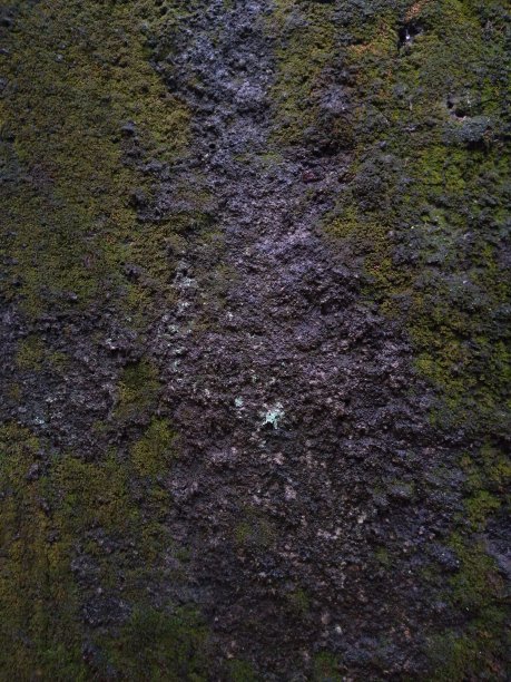 长满青苔的粗糙的墙壁图片下载