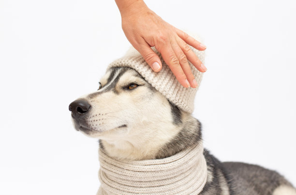 狗繁殖西伯利亚哈士奇在白色的帽子和围巾孤立在白色的背景图片下载