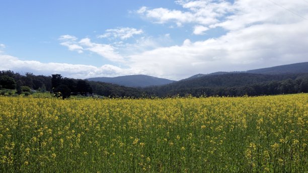 美丽的图片下载