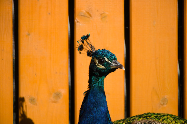 橙色木制背景上的孔雀图片下载