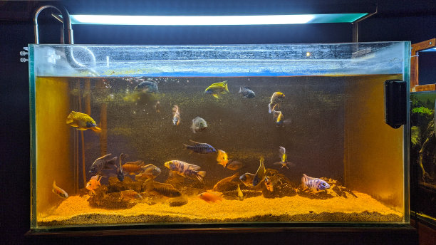 脏兮兮的长满青苔的鱼缸图片下载