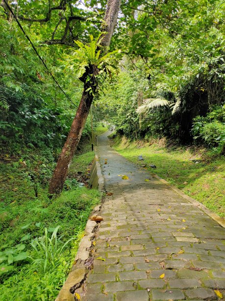 森林中间的一条小路图片下载