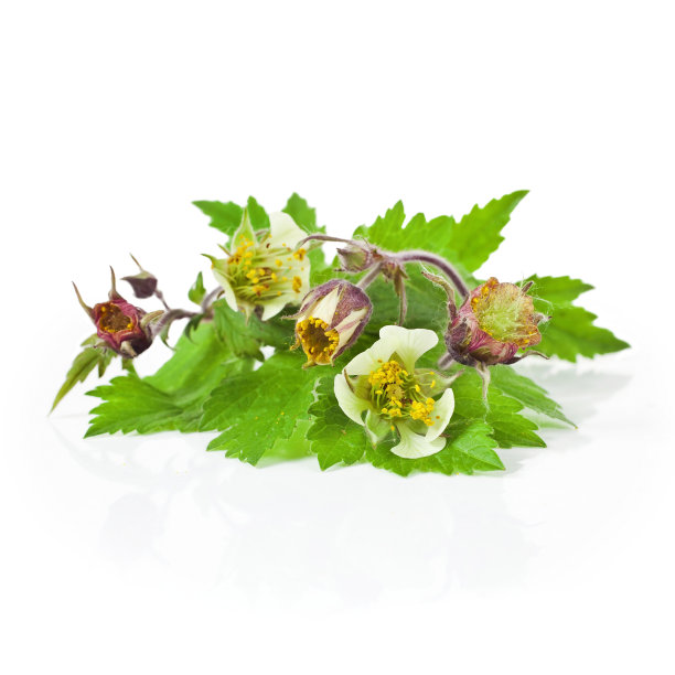 锦花、芽、叶图片下载