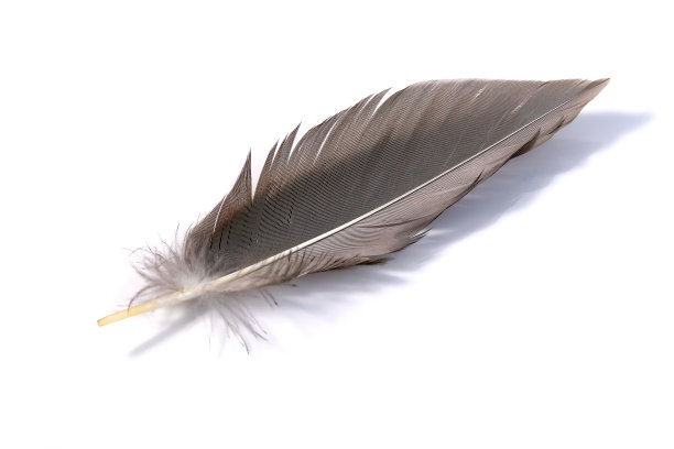 优雅的灰色鸟羽毛孤立的白色背景。图片下载