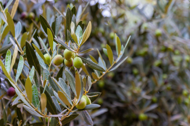 橄榄树枝图片下载