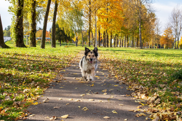 白色的狗在秋叶间的小路上奔跑图片下载