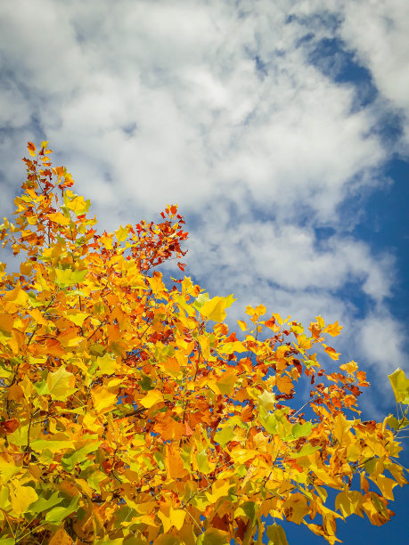 蓝色天空背景下的黄叶树。图片下载