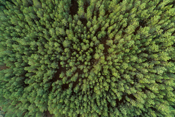 从空中俯瞰夏季西班牙乡村森林中的绿树。图片下载