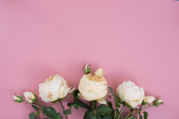 英国玫瑰图片下载