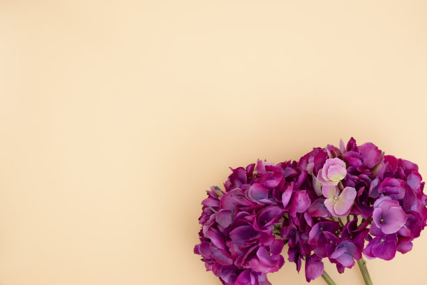 粉红色的绣球花图片下载