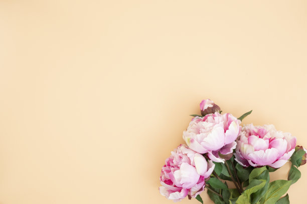 亮粉红色牡丹图片下载