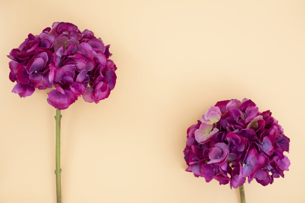 粉红色的绣球花图片下载